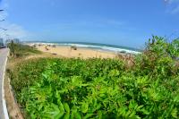 Reduz o nmero de escorpies encontrados na Praia Brava