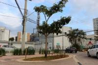 Instituto Itaja Sustentvel finaliza transplantes de ips na praa da Matriz