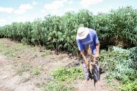 Aipim cultivado em Itaja pode receber selo de qualidade internacional