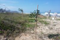 Restinga da Praia Brava recebe plantio de espcies nativas