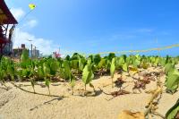 Medidas adotadas pelo municpio reduzem presena de escorpies na Praia Brava